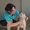 Jheni – Pet Grooming